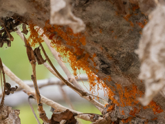 Cytospora chrysosperma