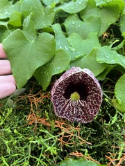 Aristolochia littoralis