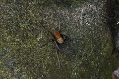 Heteropoda tetrica