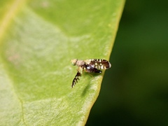 Spathulina acroleuca