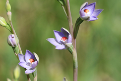 Thelymitra brevifolia