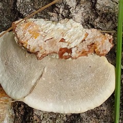 Trametes pubescens