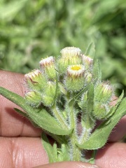 Erigeron variifolius