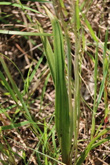 Thelymitra brevifolia