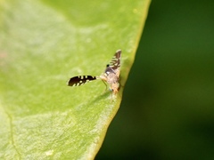 Spathulina acroleuca