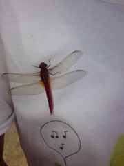 Crocothemis