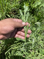 Erigeron variifolius