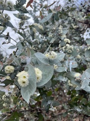 Eucalyptus risdonii