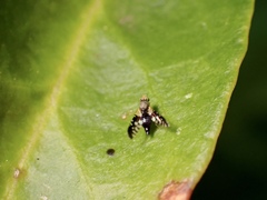 Spathulina acroleuca