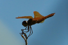 Perithemis intensa