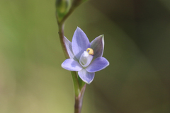 Thelymitra pallidifructus