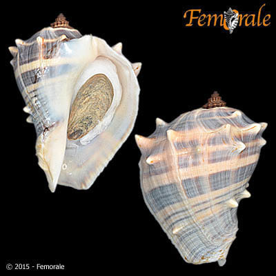 Caribbean Crown Conch
