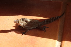 Anolis cristatellus