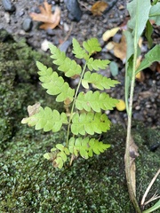 Osmunda claytoniana