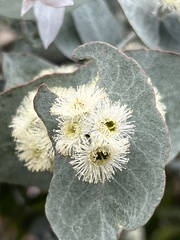 Eucalyptus risdonii