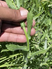 Erigeron variifolius