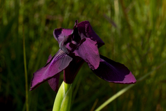 Moraea macrantha