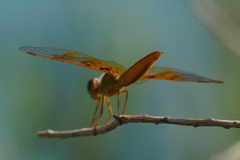 Perithemis intensa