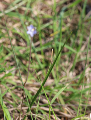 Thelymitra pallidifructus