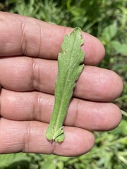 Erigeron variifolius