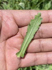 Erigeron variifolius