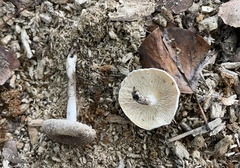 Lentinus tigrinus