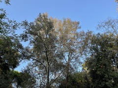 Leccinum duriusculum