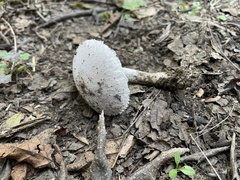Leucoagaricus barssii
