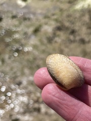 Katelysia rhytiphora