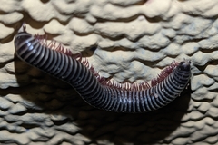 Ommatoiulus diplurus