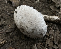 Leucoagaricus barssii