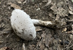 Leucoagaricus barssii