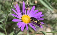 Acmaeodera amabilis