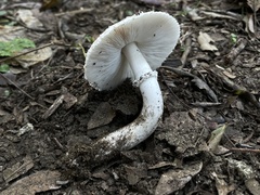 Leucoagaricus barssii