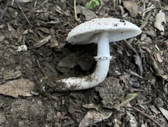 Leucoagaricus barssii