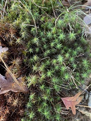 Polytrichum