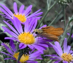 Copaeodes aurantiaca