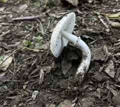 Leucoagaricus barssii