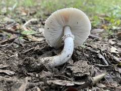 Leucoagaricus barssii
