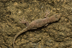 Gekko hokouensis