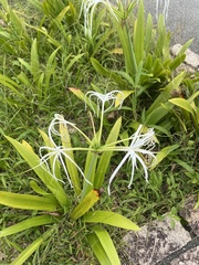 Hymenocallis
