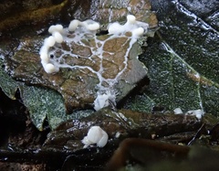 Diderma hemisphaericum