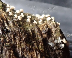 Diderma hemisphaericum