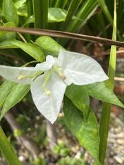 Tabernaemontana divaricata