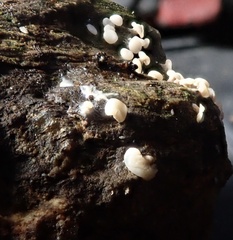 Diderma hemisphaericum