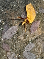 Polistes major