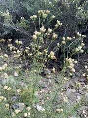 Hymenothrix loomisii