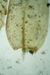 Warnstorfia fluitans