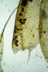 Warnstorfia fluitans