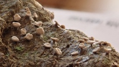 Diderma hemisphaericum